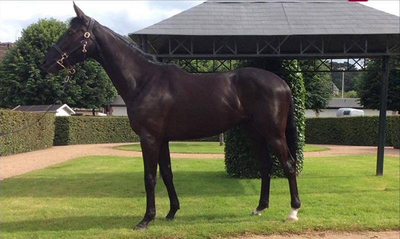 arqana 2016 2yo by Network called easywork D'olivate
